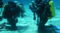 Curso de Dive Master Curso de Dive Master